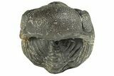 Long Enrolled Austerops Trilobite - Morocco #252736-2